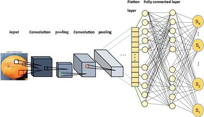 Robust deep learning method for fruit decay detection and plant identification: enhancing food security and quality control